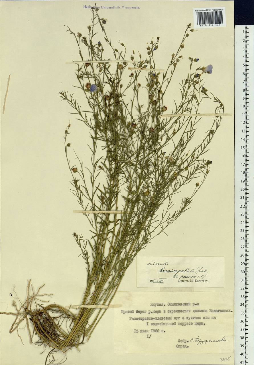 Linum perenne subsp. perenne, Сибирь, Якутия (S5) (Россия)