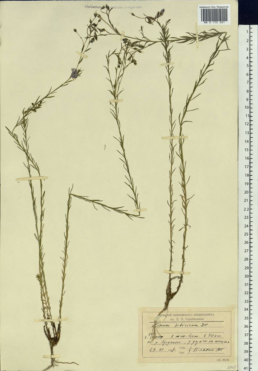 Linum perenne subsp. perenne, Сибирь, Прибайкалье и Забайкалье (S4) (Россия)
