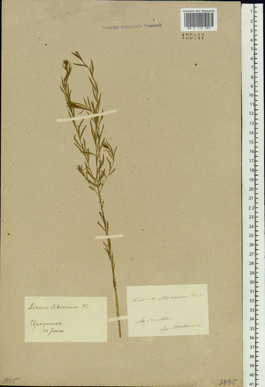 Linum perenne subsp. perenne, Сибирь, Прибайкалье и Забайкалье (S4) (Россия)