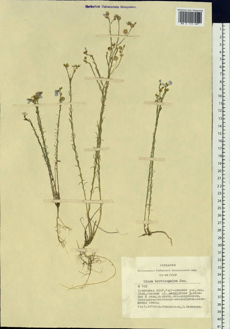 Linum perenne subsp. perenne, Сибирь, Алтай и Саяны (S2) (Россия)