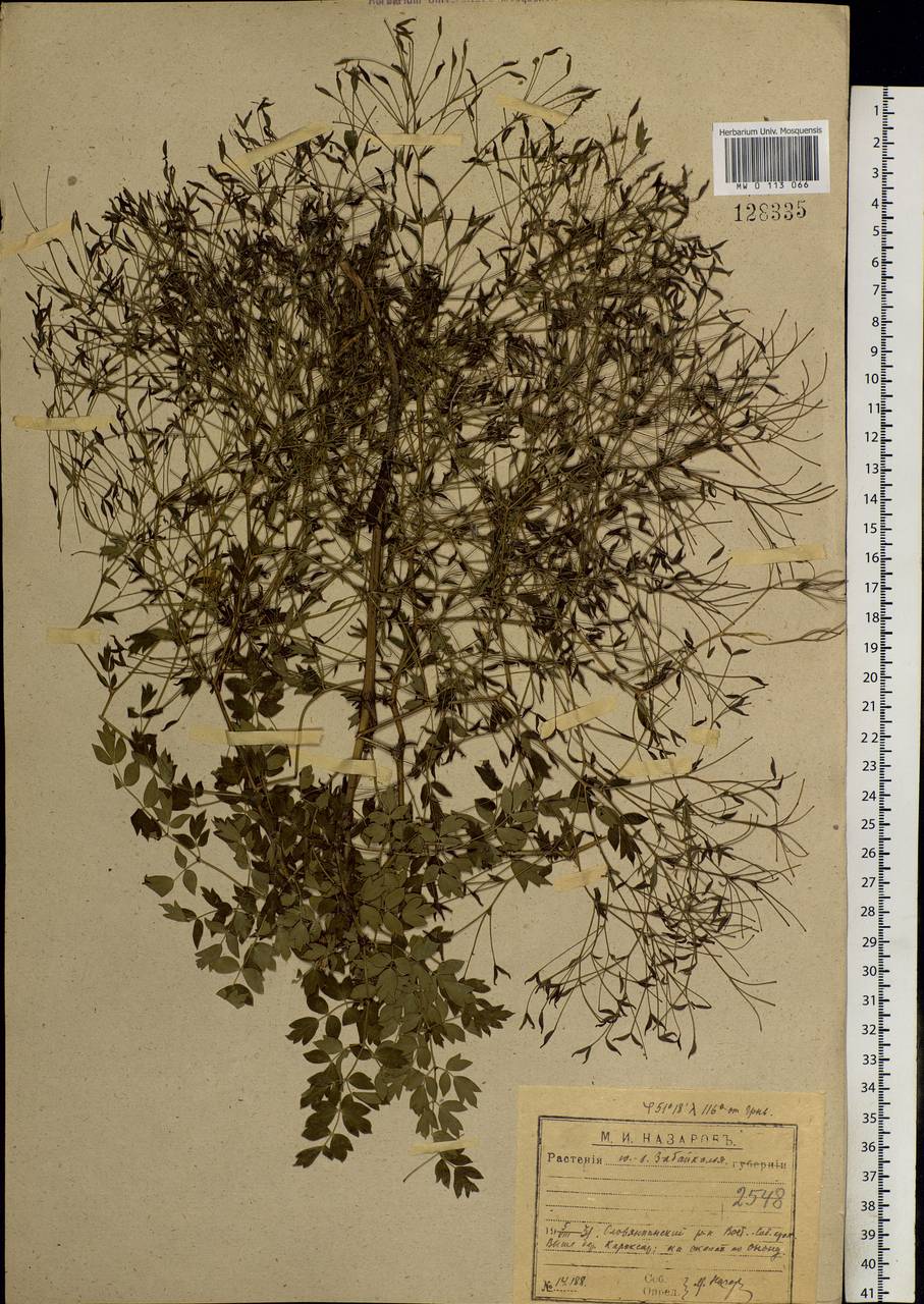 MW0113066, Thalictrum squarrosum (Василисник растопыренный), specimen