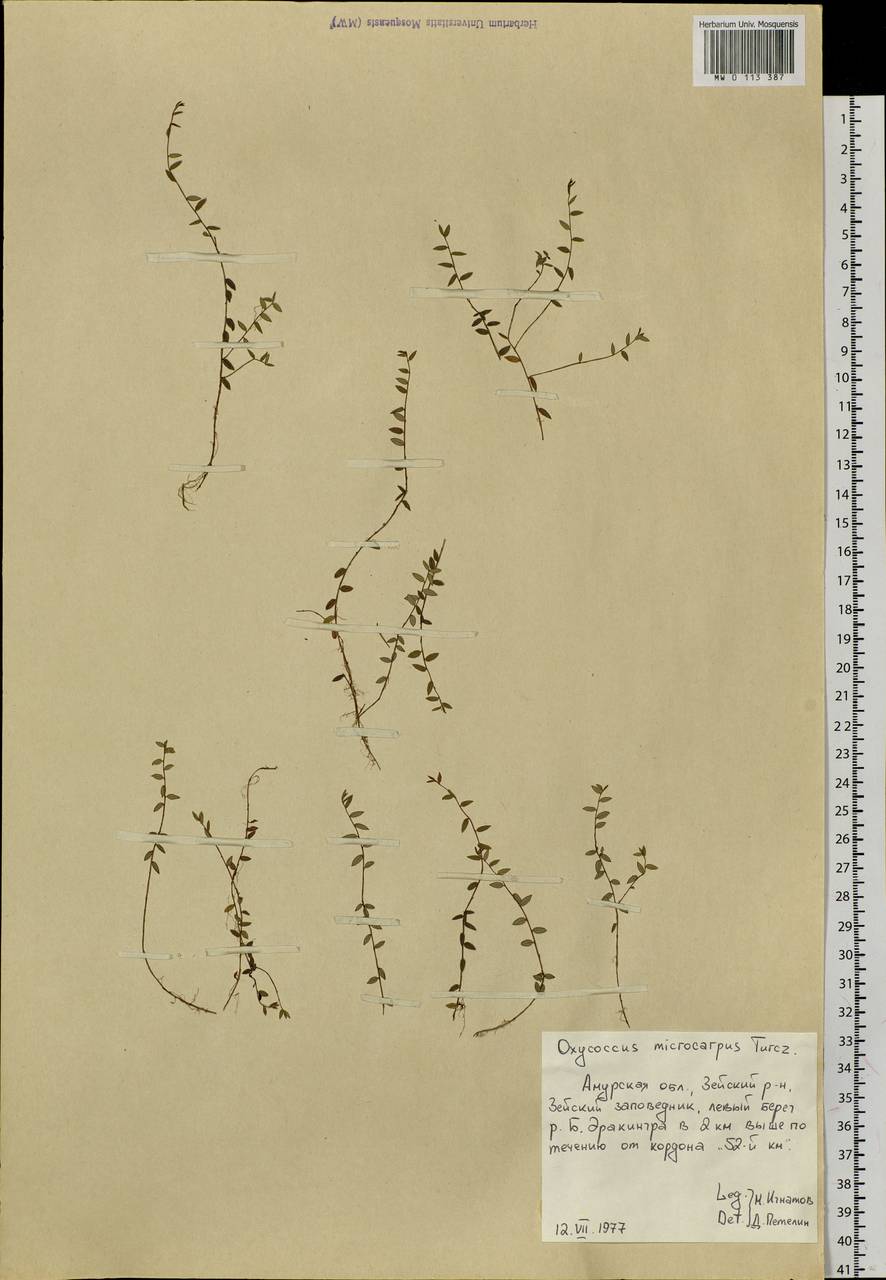 Клюква мелкоплодная (Turcz. ex Rupr.) Schmalh. ex Busch, Сибирь, Дальний Восток (S6) (Россия)