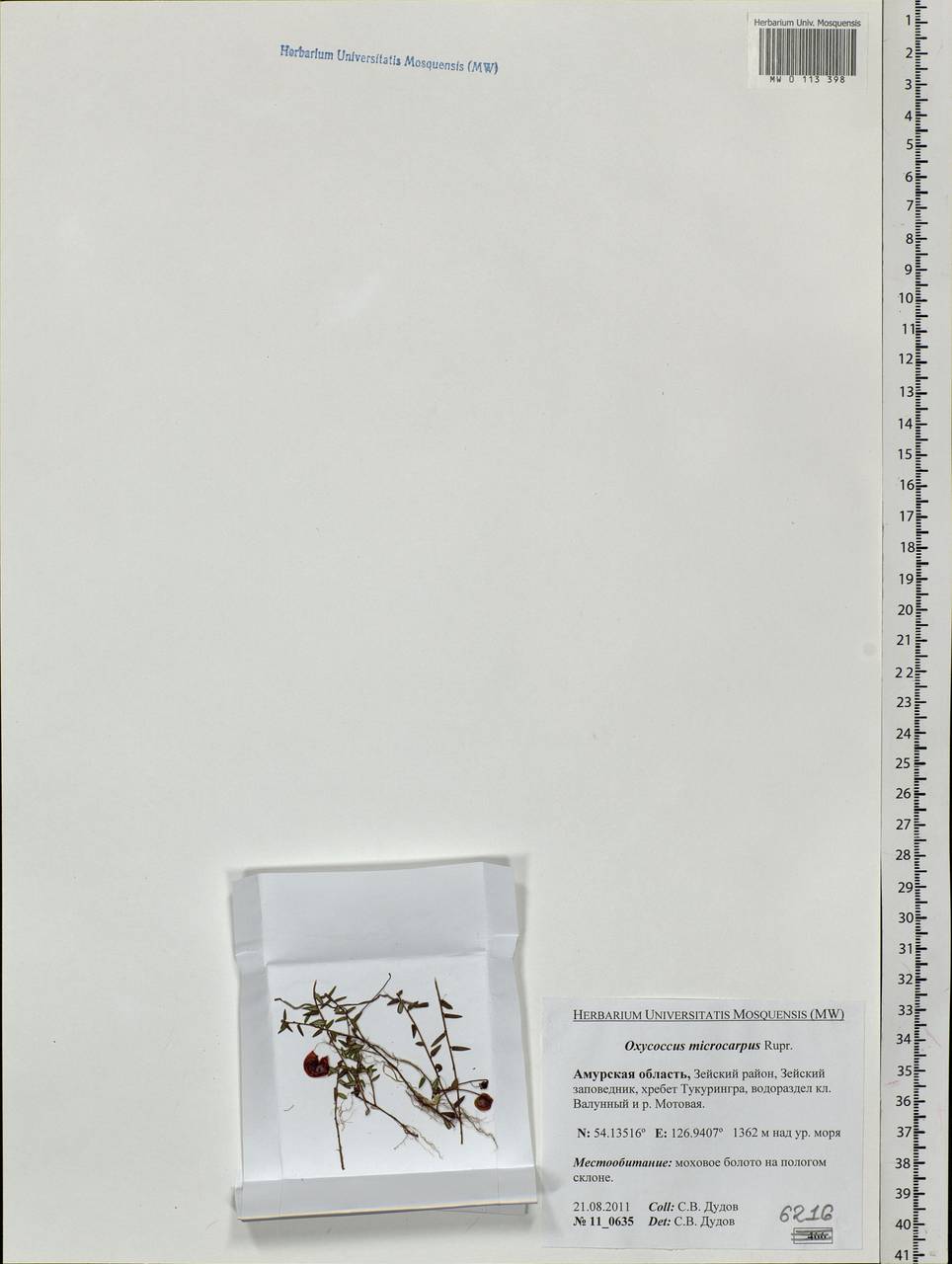 Клюква мелкоплодная (Turcz. ex Rupr.) Schmalh. ex Busch, Сибирь, Дальний Восток (S6) (Россия)