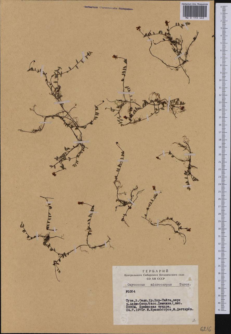 Клюква мелкоплодная (Turcz. ex Rupr.) Schmalh. ex Busch, Сибирь, Алтай и Саяны (S2) (Россия)