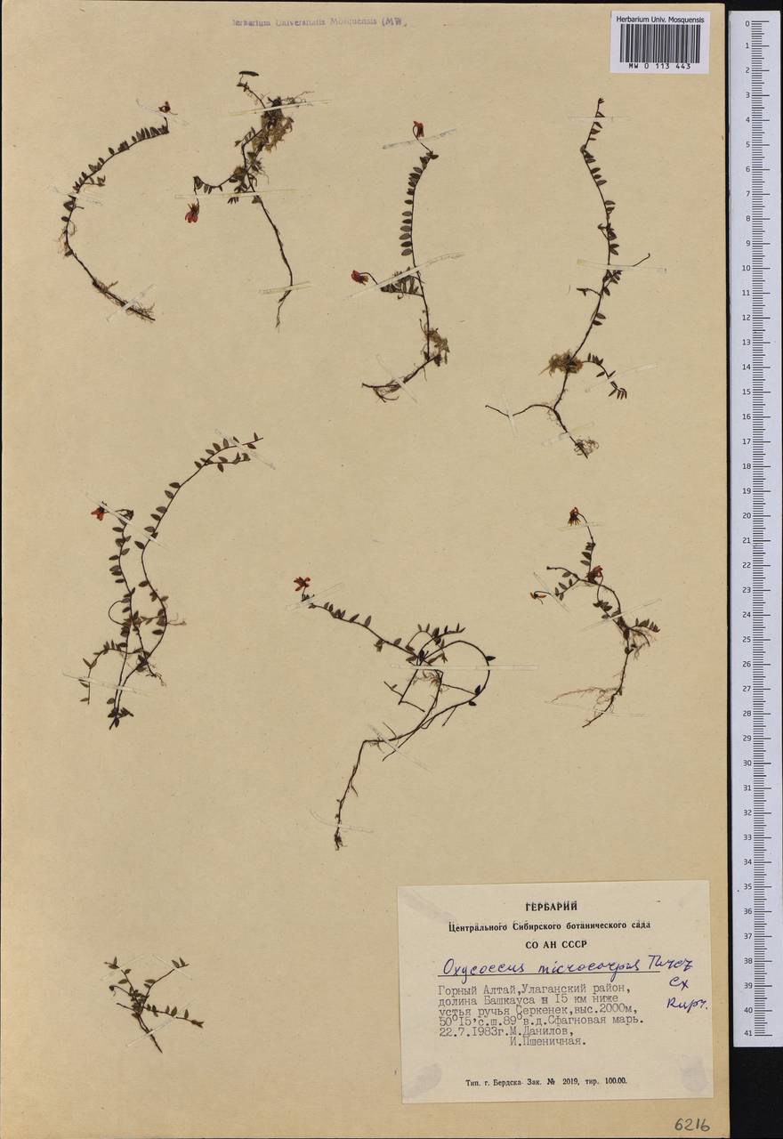 Клюква мелкоплодная (Turcz. ex Rupr.) Schmalh. ex Busch, Сибирь, Алтай и Саяны (S2) (Россия)