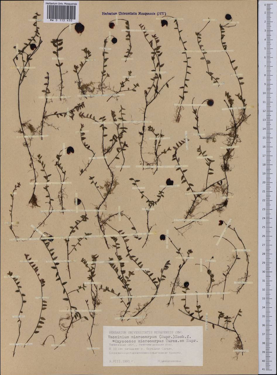 Клюква мелкоплодная (Turcz. ex Rupr.) Schmalh. ex Busch, Сибирь, Западная Сибирь (S1) (Россия)
