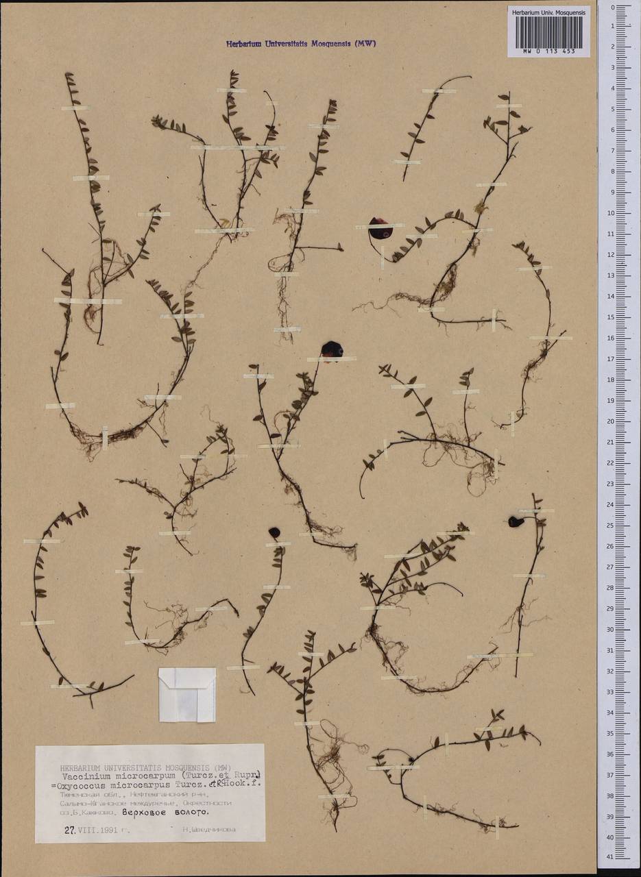 Клюква мелкоплодная (Turcz. ex Rupr.) Schmalh. ex Busch, Сибирь, Западная Сибирь (S1) (Россия)