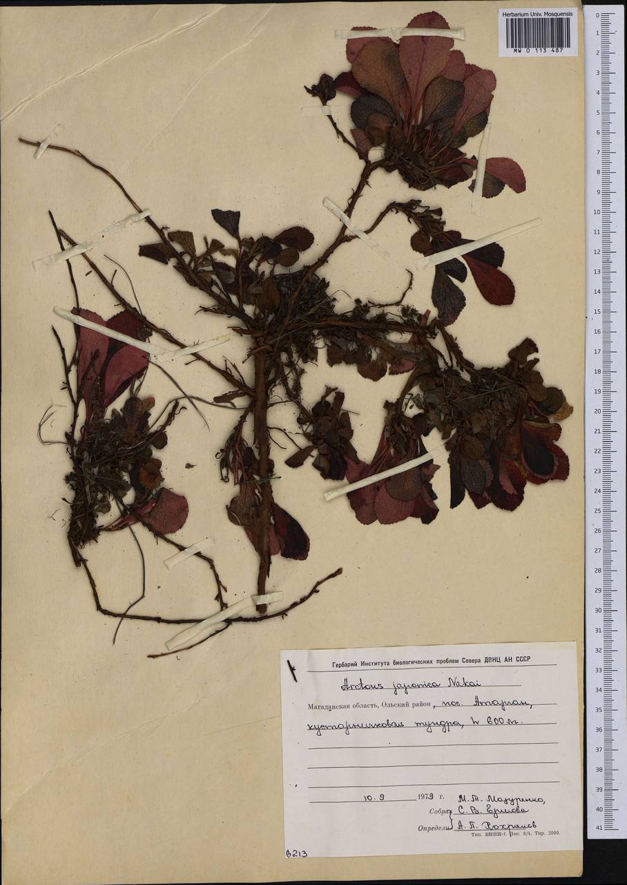 Толокнянка альпийская (L.) Spreng., Сибирь, Чукотка и Камчатка (S7) (Россия)