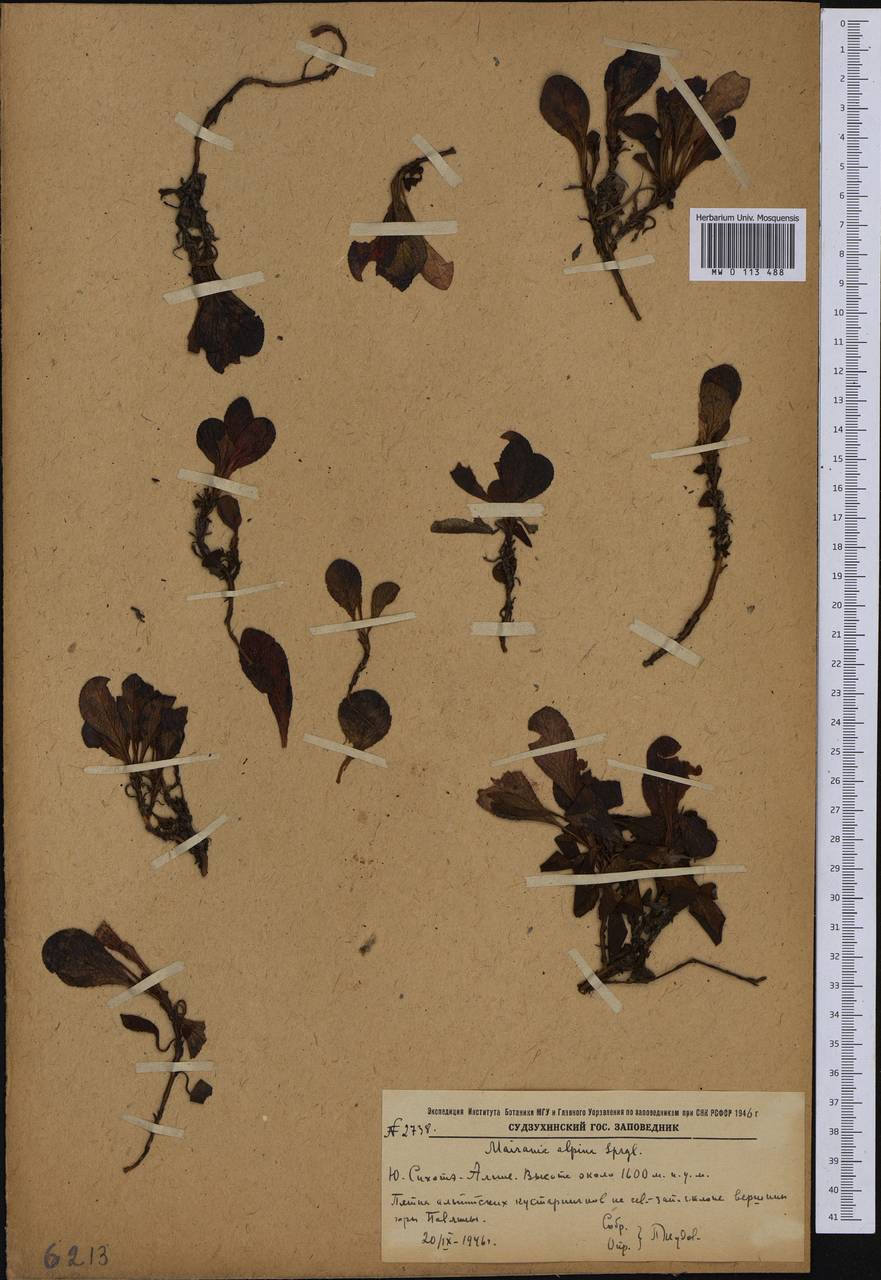 Толокнянка альпийская (L.) Spreng., Сибирь, Дальний Восток (S6) (Россия)