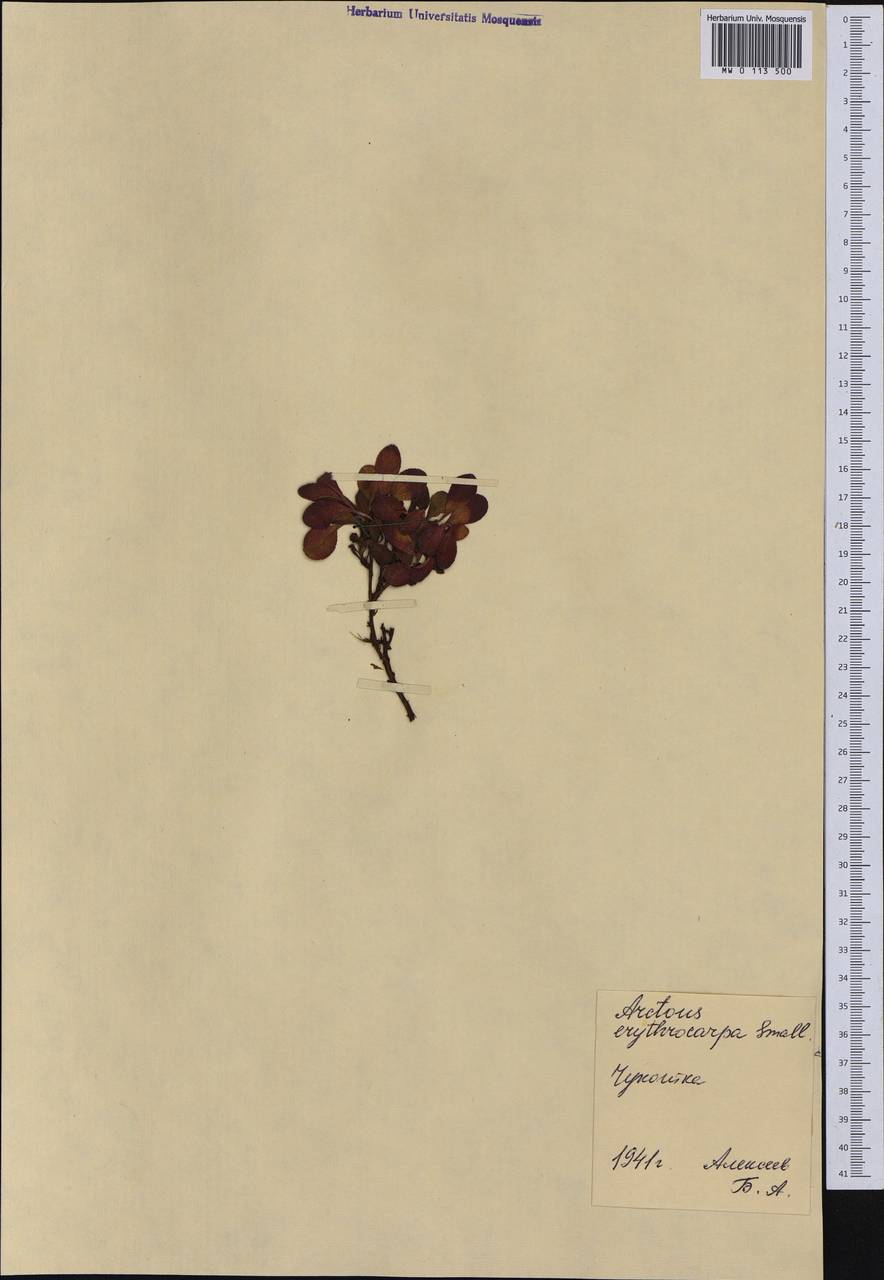 Толокнянка красная (Rehder & E. H. Wilson) Fernald, Сибирь, Чукотка и Камчатка (S7) (Россия)