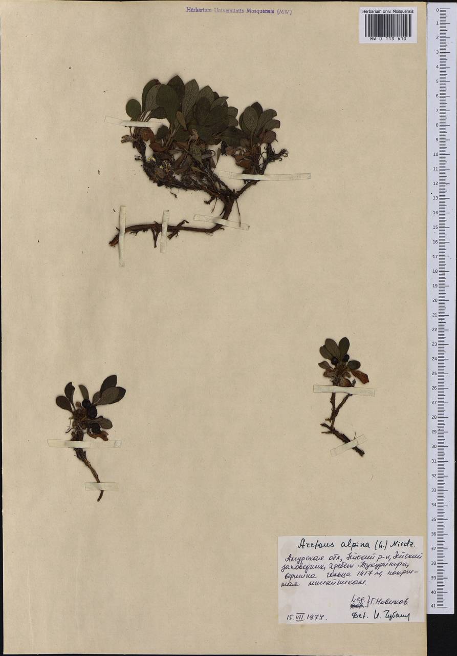 Толокнянка альпийская (L.) Spreng., Сибирь, Дальний Восток (S6) (Россия)