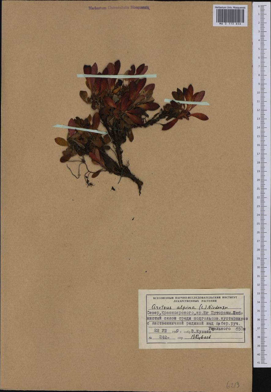 Толокнянка альпийская (L.) Spreng., Сибирь, Центральная Сибирь (S3) (Россия)