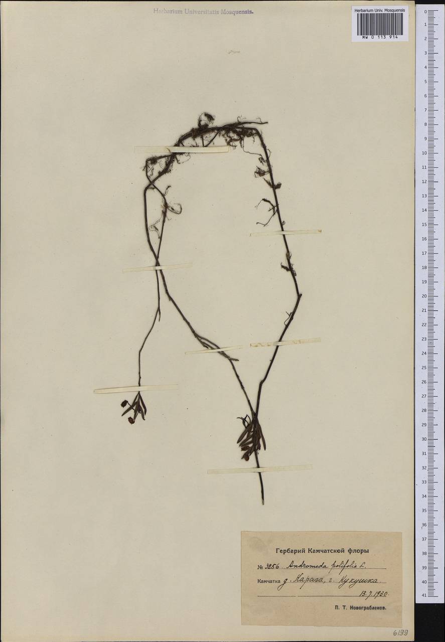 Подбел обыкновенный L., Сибирь, Чукотка и Камчатка (S7) (Россия)