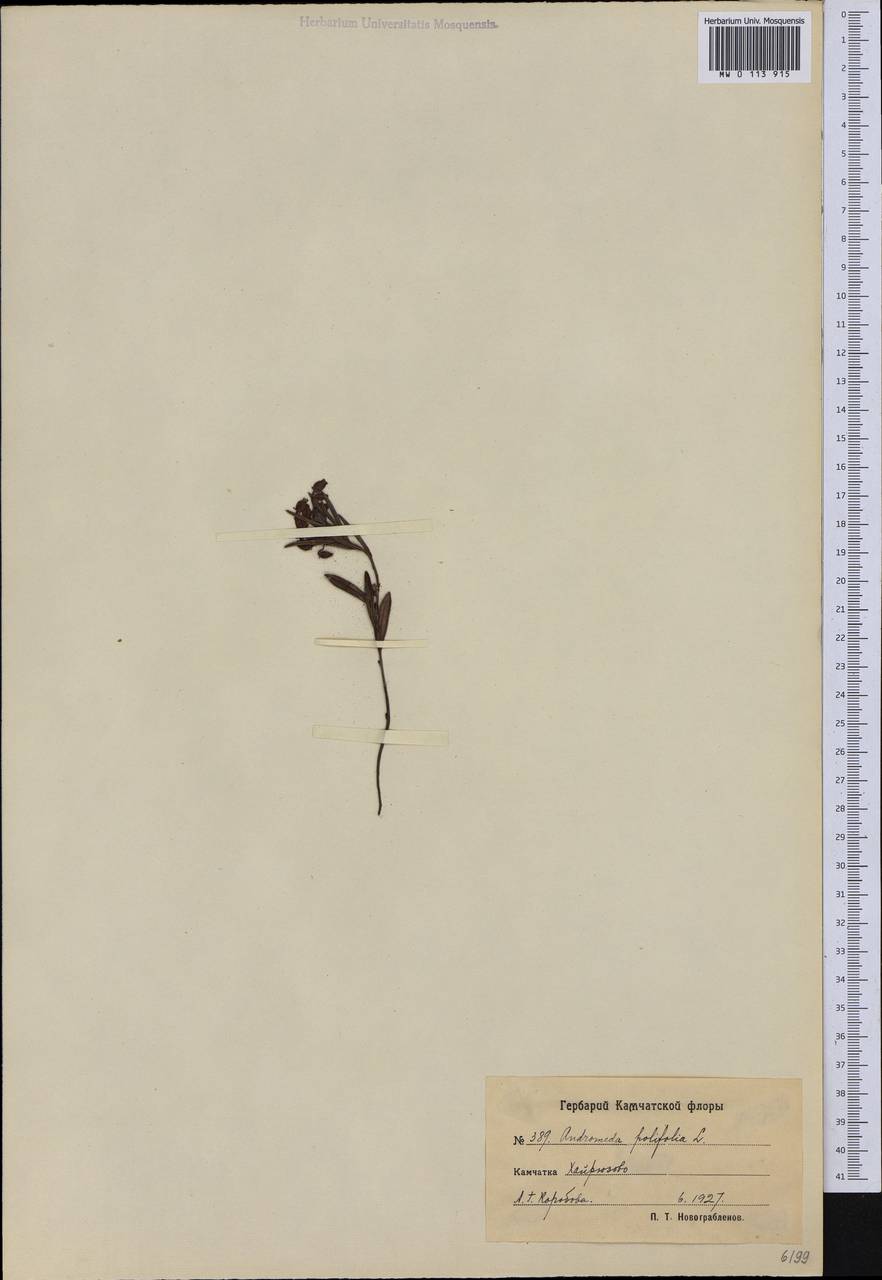 Подбел обыкновенный L., Сибирь, Чукотка и Камчатка (S7) (Россия)