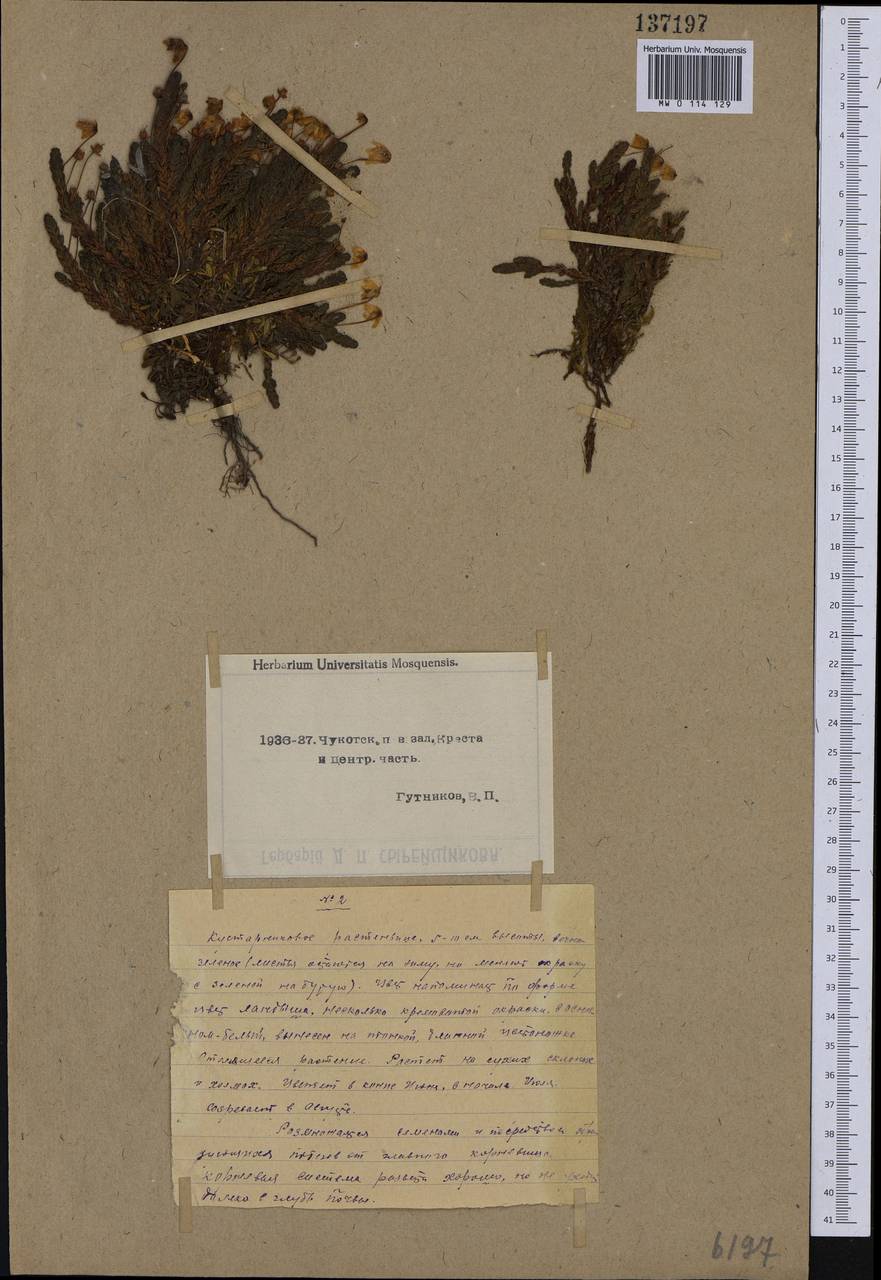 Кассиопа четырехгранная (L.) D. Don, Сибирь, Чукотка и Камчатка (S7) (Россия)