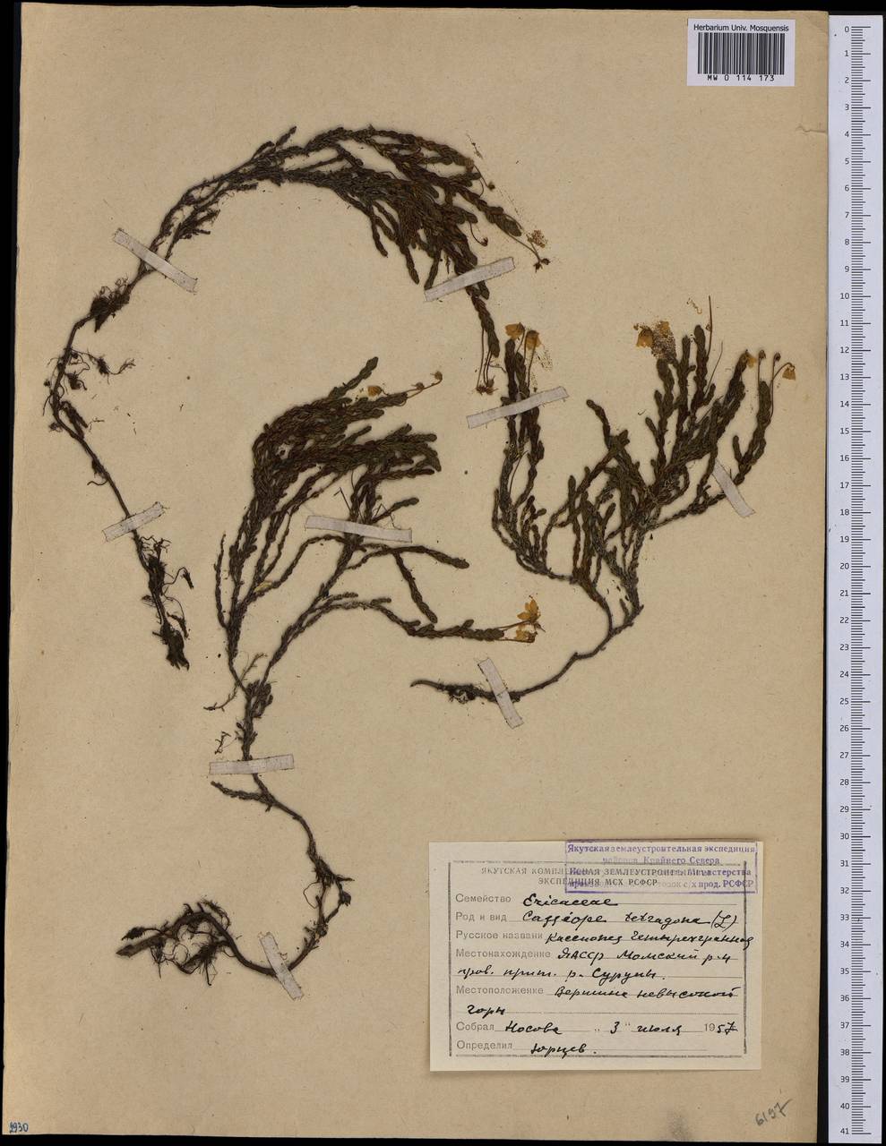 Кассиопа четырехгранная (L.) D. Don, Сибирь, Якутия (S5) (Россия)