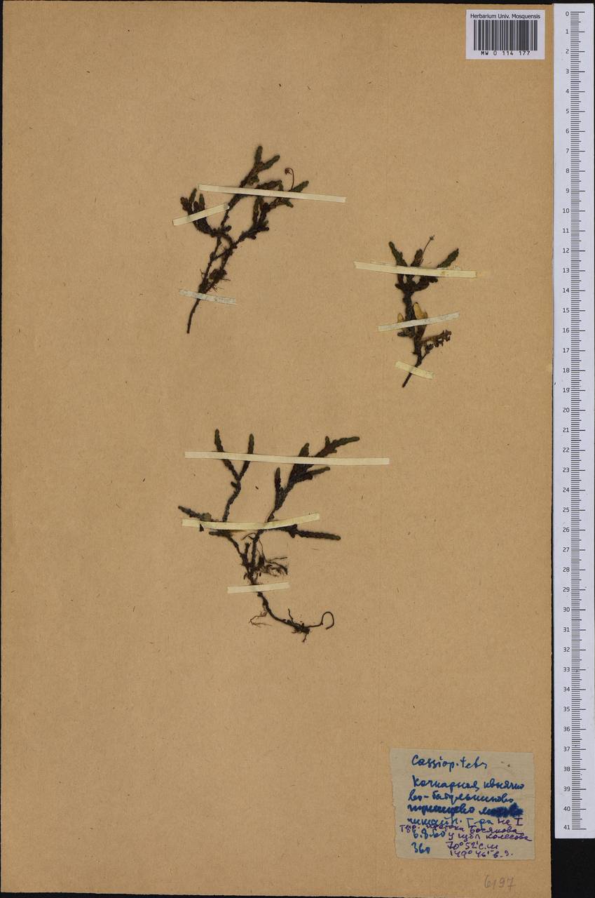 Кассиопа четырехгранная (L.) D. Don, Сибирь, Якутия (S5) (Россия)