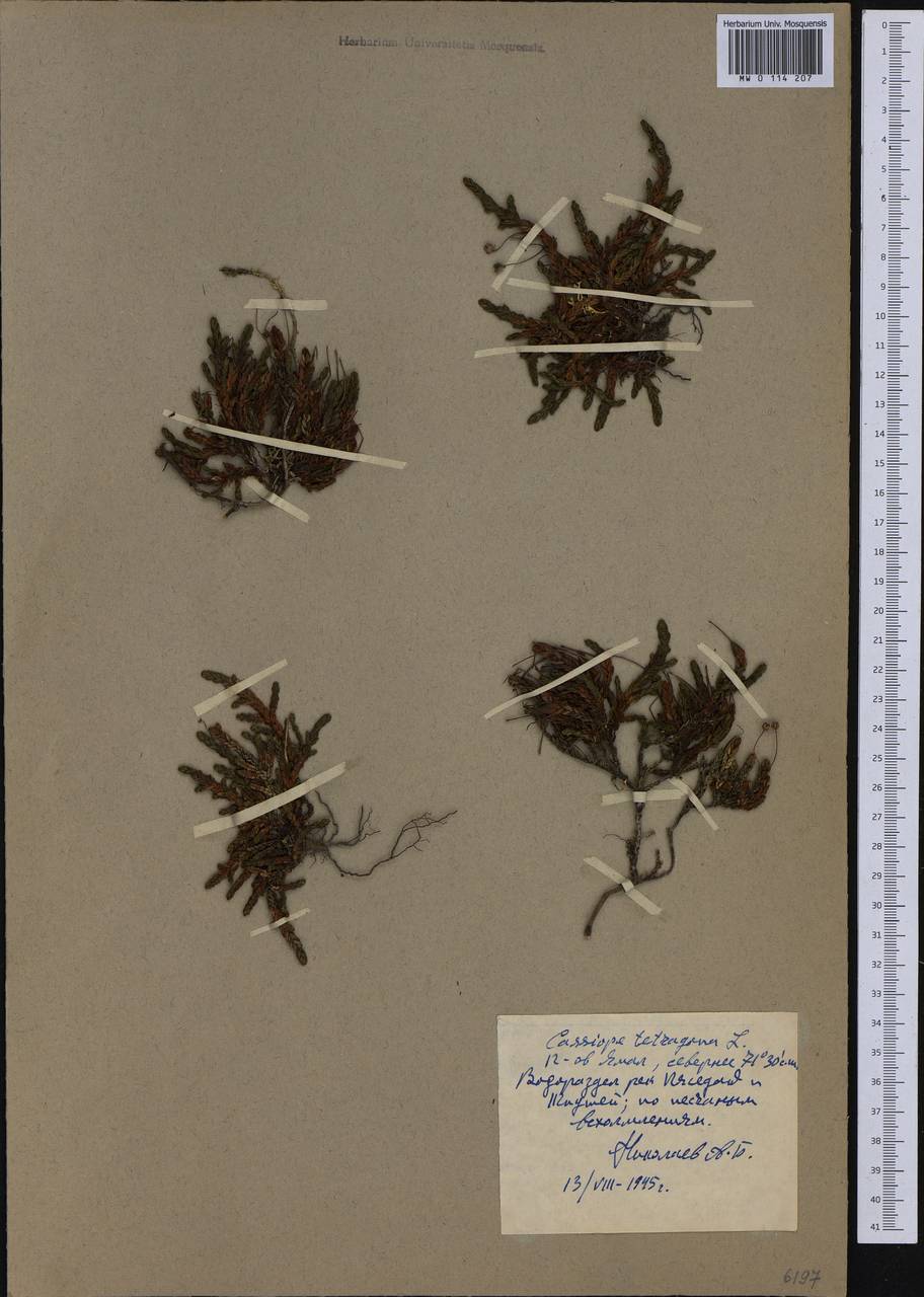 Кассиопа четырехгранная (L.) D. Don, Сибирь, Западная Сибирь (S1) (Россия)