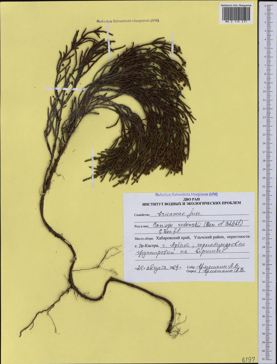 Кассиопа Редовского (Cham. & Schltdl.) G. Don, Сибирь, Дальний Восток (S6) (Россия)