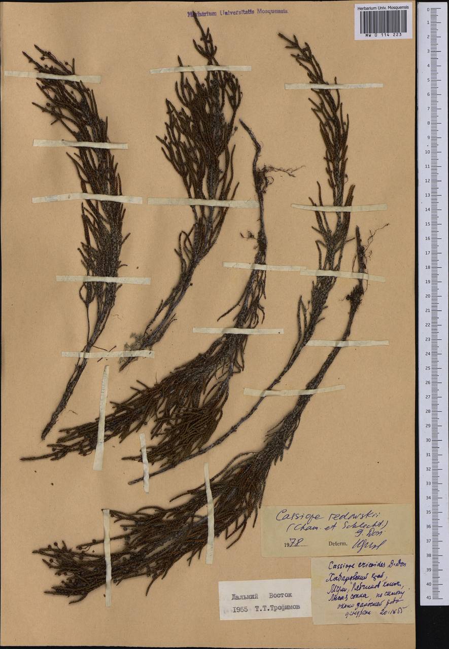 Кассиопа Редовского (Cham. & Schltdl.) G. Don, Сибирь, Дальний Восток (S6) (Россия)