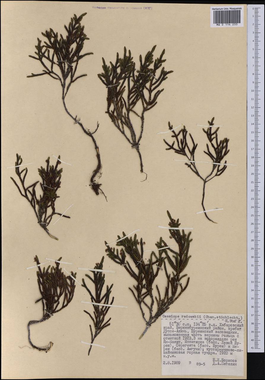 Кассиопа Редовского (Cham. & Schltdl.) G. Don, Сибирь, Дальний Восток (S6) (Россия)