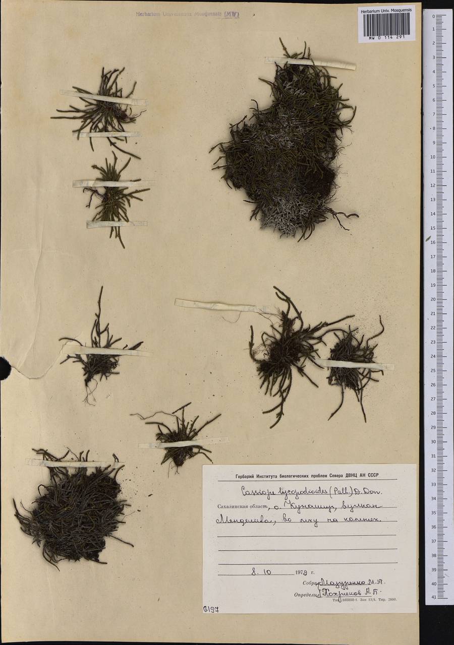 Кассиопа плауновидная (Pall.) D. Don, Сибирь, Дальний Восток (S6) (Россия)