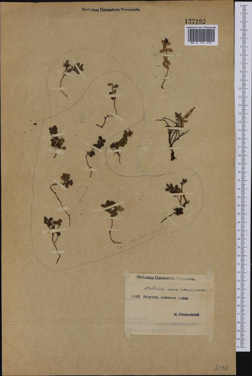 Pieris nana (Maxim.) Makino, Сибирь, Якутия (S5) (Россия)