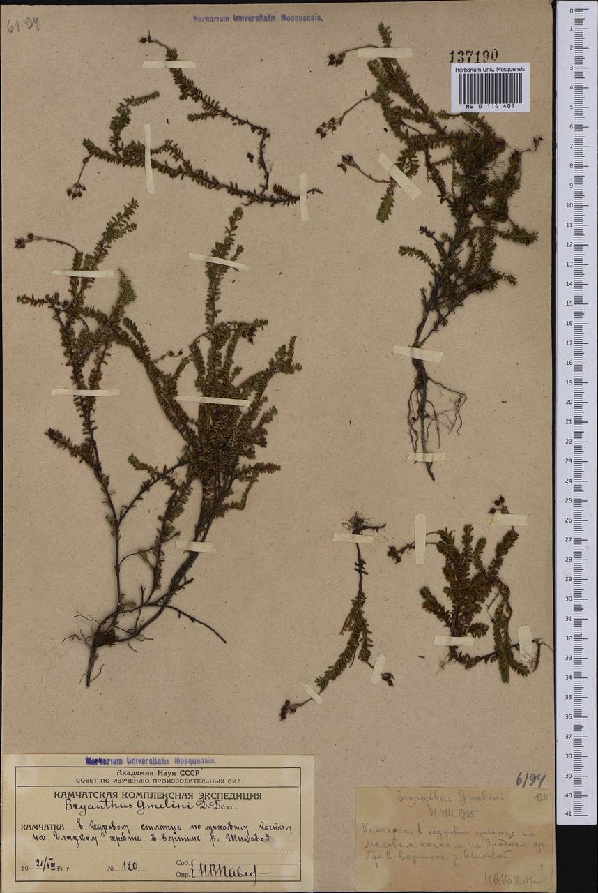 Bryanthus musciformis (Poir.) Nakai, Сибирь, Чукотка и Камчатка (S7) (Россия)