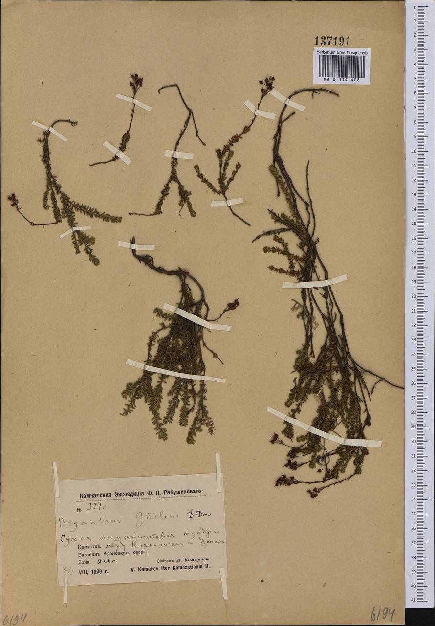 Bryanthus musciformis (Poir.) Nakai, Сибирь, Чукотка и Камчатка (S7) (Россия)