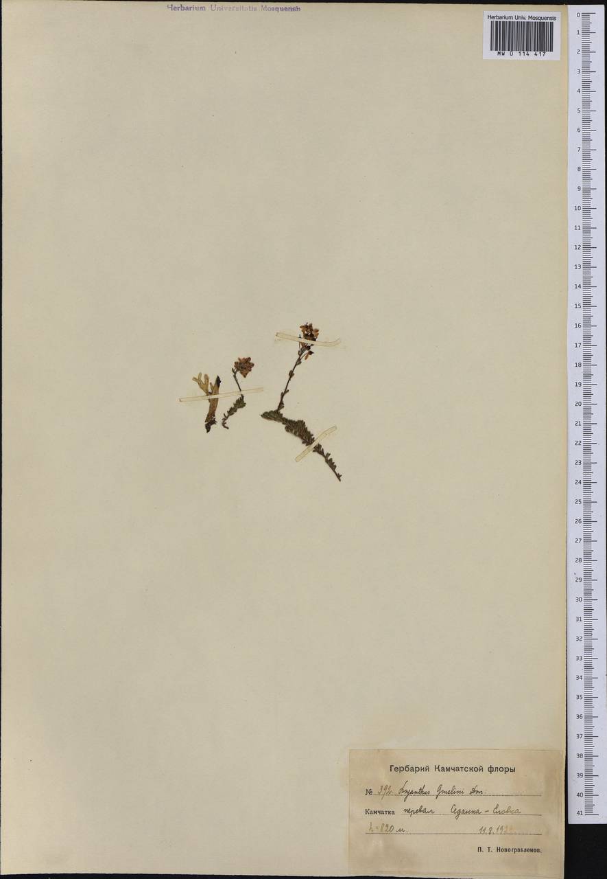 Bryanthus musciformis (Poir.) Nakai, Сибирь, Чукотка и Камчатка (S7) (Россия)
