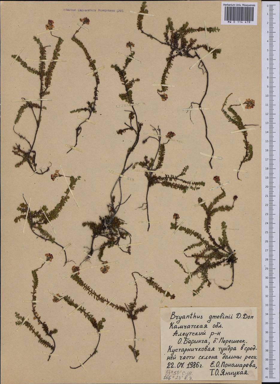 Bryanthus musciformis (Poir.) Nakai, Сибирь, Чукотка и Камчатка (S7) (Россия)
