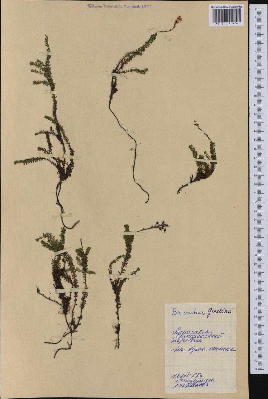 Bryanthus musciformis (Poir.) Nakai, Сибирь, Чукотка и Камчатка (S7) (Россия)