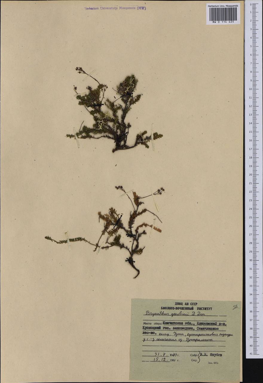 Bryanthus musciformis (Poir.) Nakai, Сибирь, Чукотка и Камчатка (S7) (Россия)