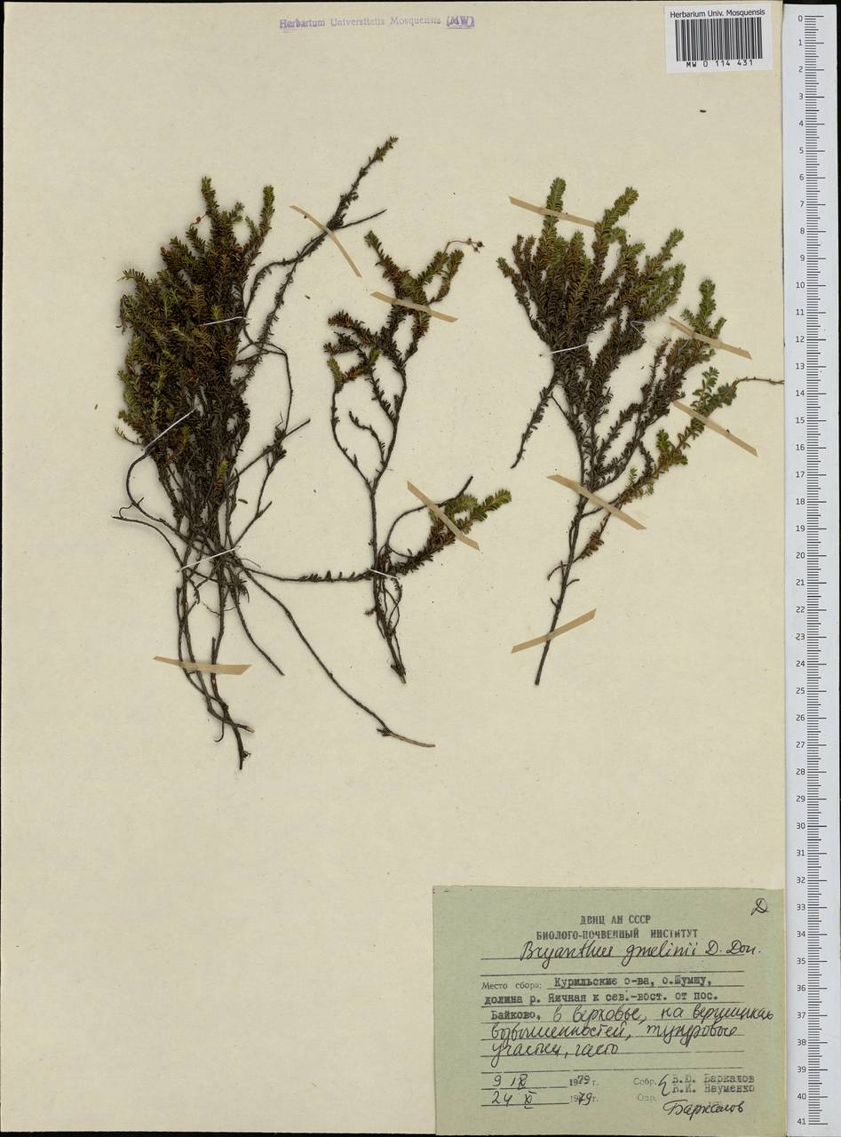 Bryanthus musciformis (Poir.) Nakai, Сибирь, Дальний Восток (S6) (Россия)