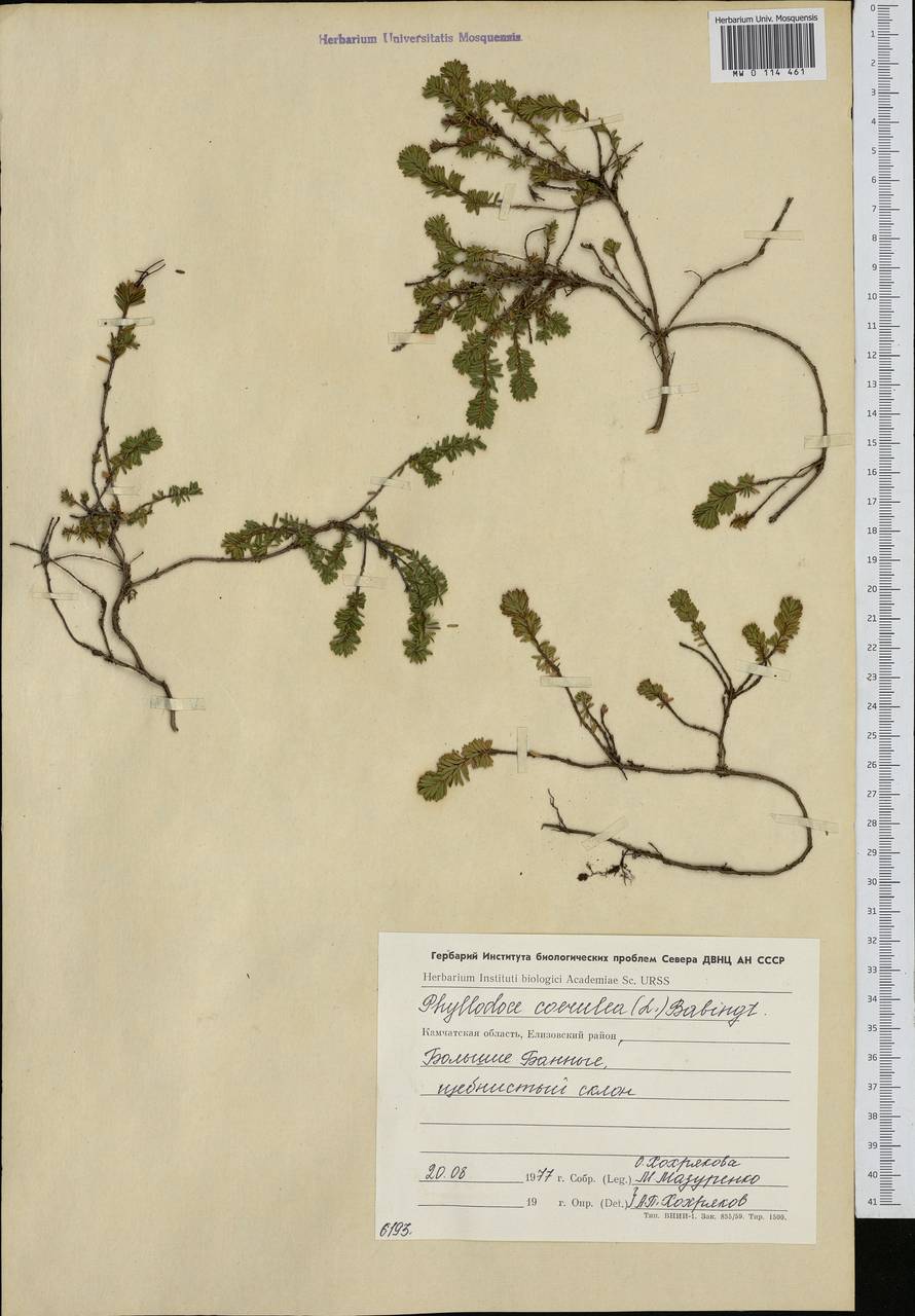 Филлодоце голубая (L.) Bab., Сибирь, Чукотка и Камчатка (S7) (Россия)