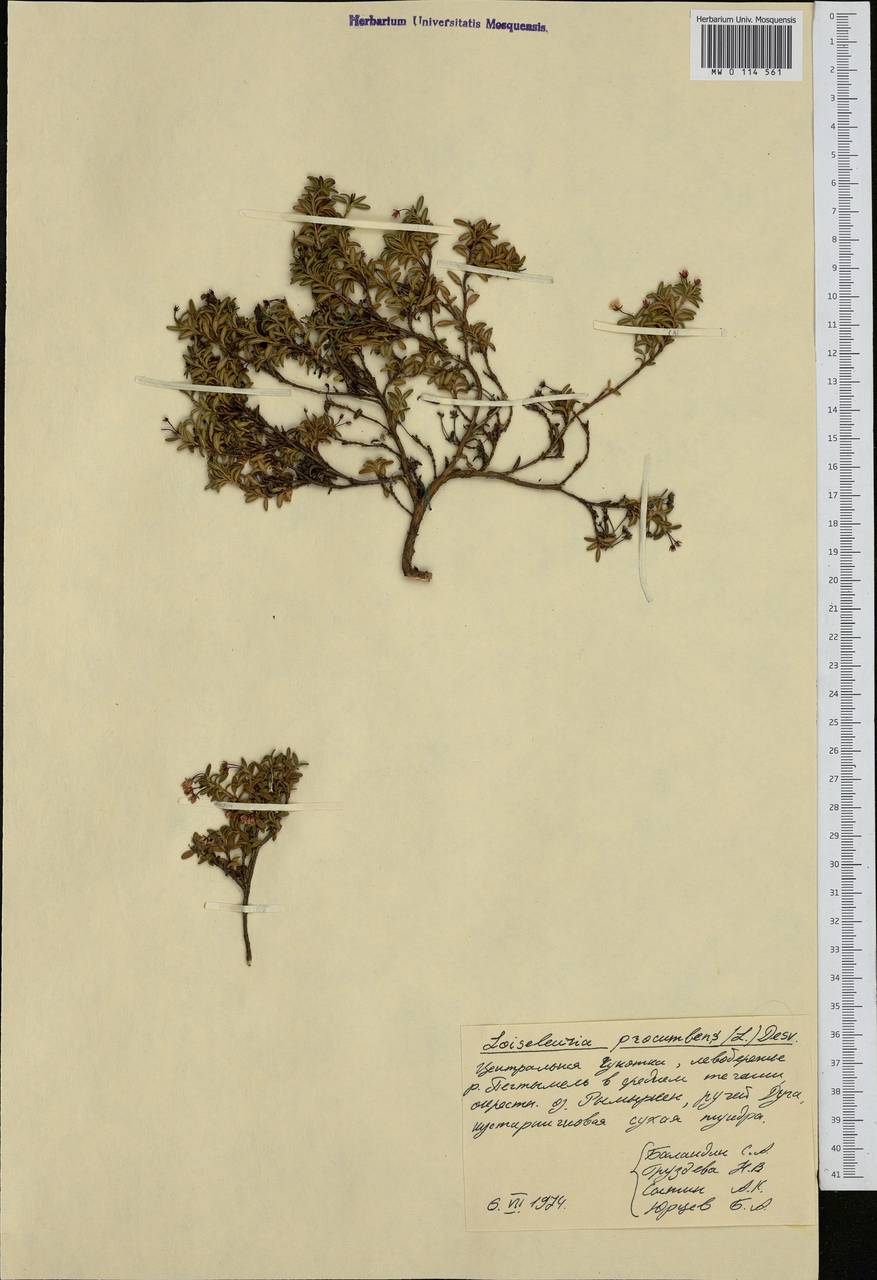 Кальмия лежачая (L.) Gift, Kron & P. F. Stevens, Сибирь, Чукотка и Камчатка (S7) (Россия)