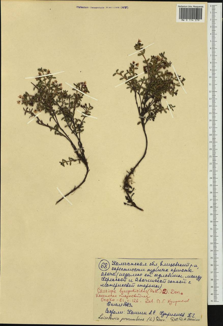 Кальмия лежачая (L.) Gift, Kron & P. F. Stevens, Сибирь, Чукотка и Камчатка (S7) (Россия)