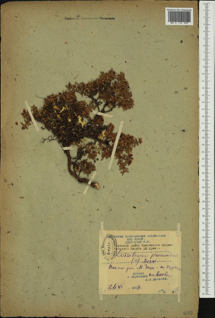 Кальмия лежачая (L.) Gift, Kron & P. F. Stevens, Сибирь, Чукотка и Камчатка (S7) (Россия)