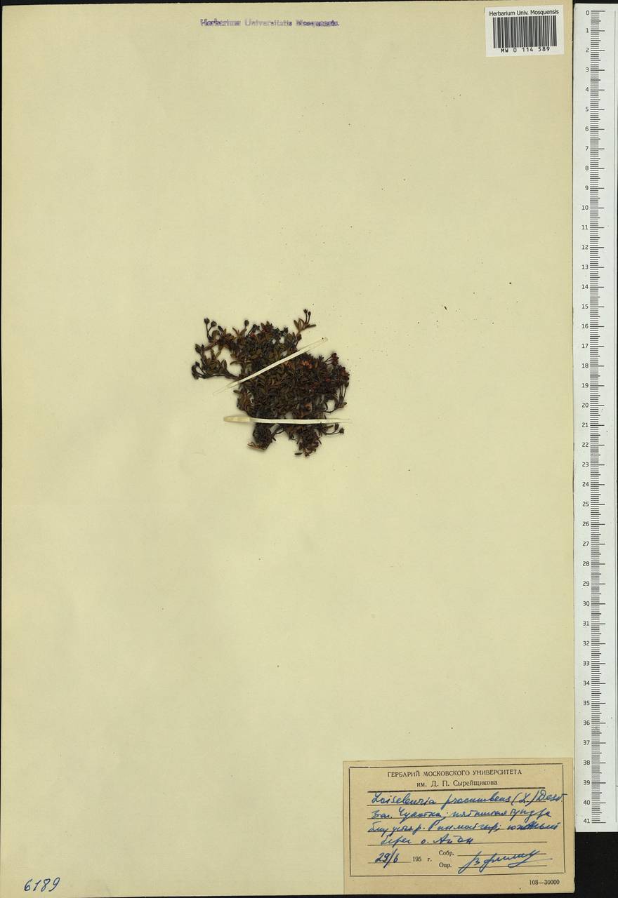 Кальмия лежачая (L.) Gift, Kron & P. F. Stevens, Сибирь, Чукотка и Камчатка (S7) (Россия)