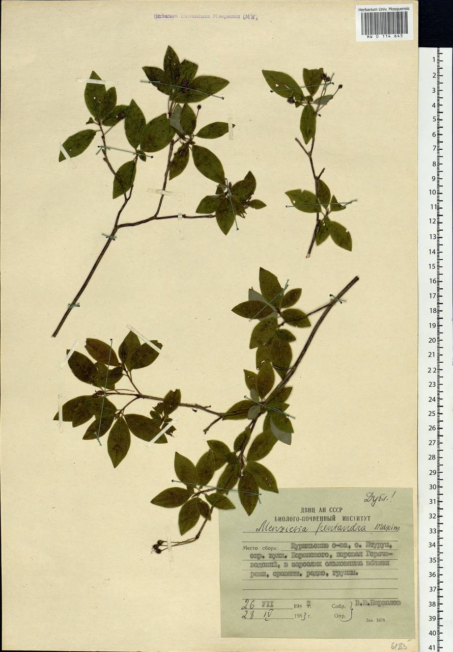 Рододендрон пытитычинковый (Maxim.) Craven, Сибирь, Дальний Восток (S6) (Россия)