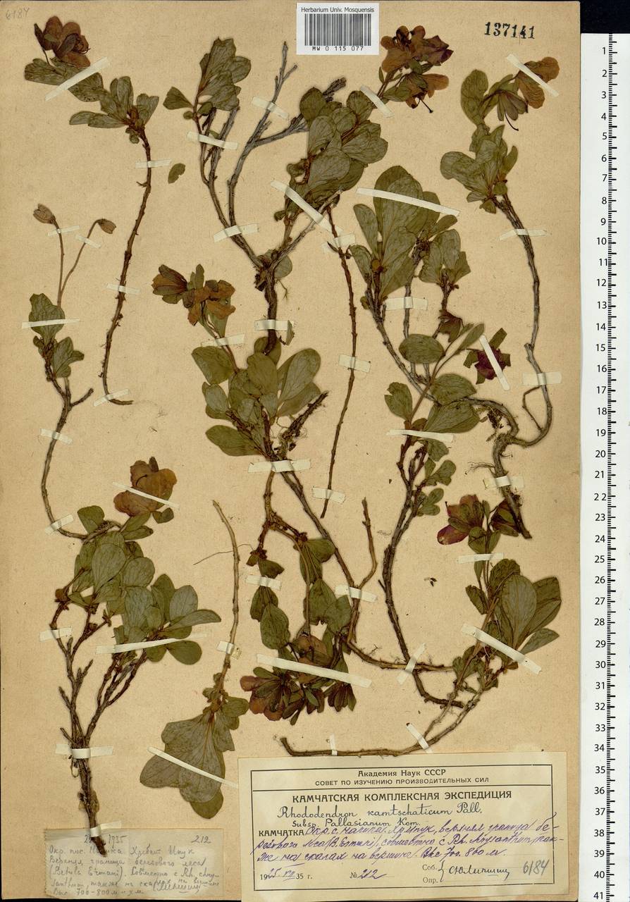 Рододендрон камчатский Pall., Сибирь, Чукотка и Камчатка (S7) (Россия)