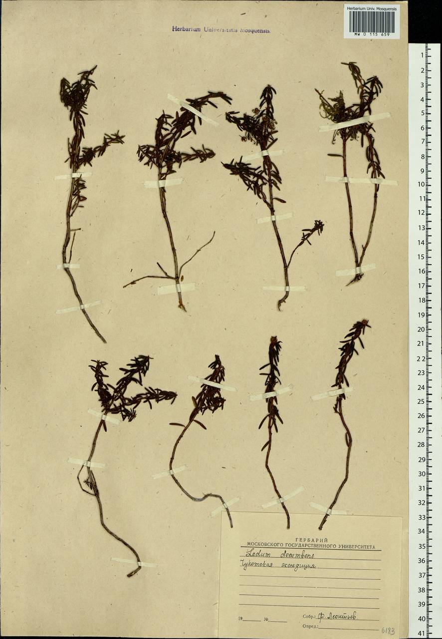 Рододендрон войлочный (Stokes) Harmaja, Сибирь, Чукотка и Камчатка (S7) (Россия)