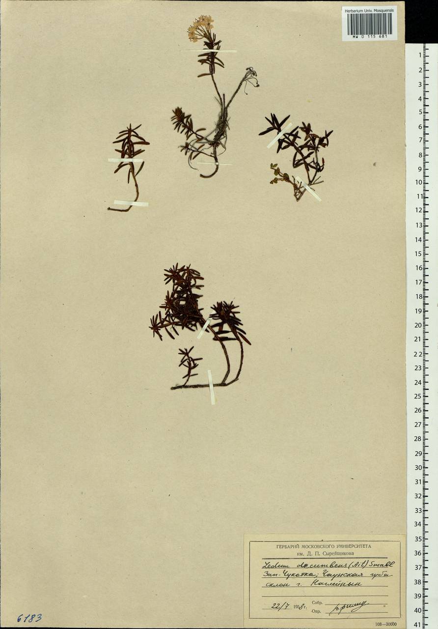 Рододендрон войлочный (Stokes) Harmaja, Сибирь, Чукотка и Камчатка (S7) (Россия)