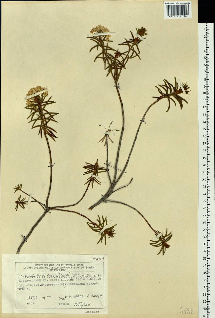 Ledum decumbens гербарий