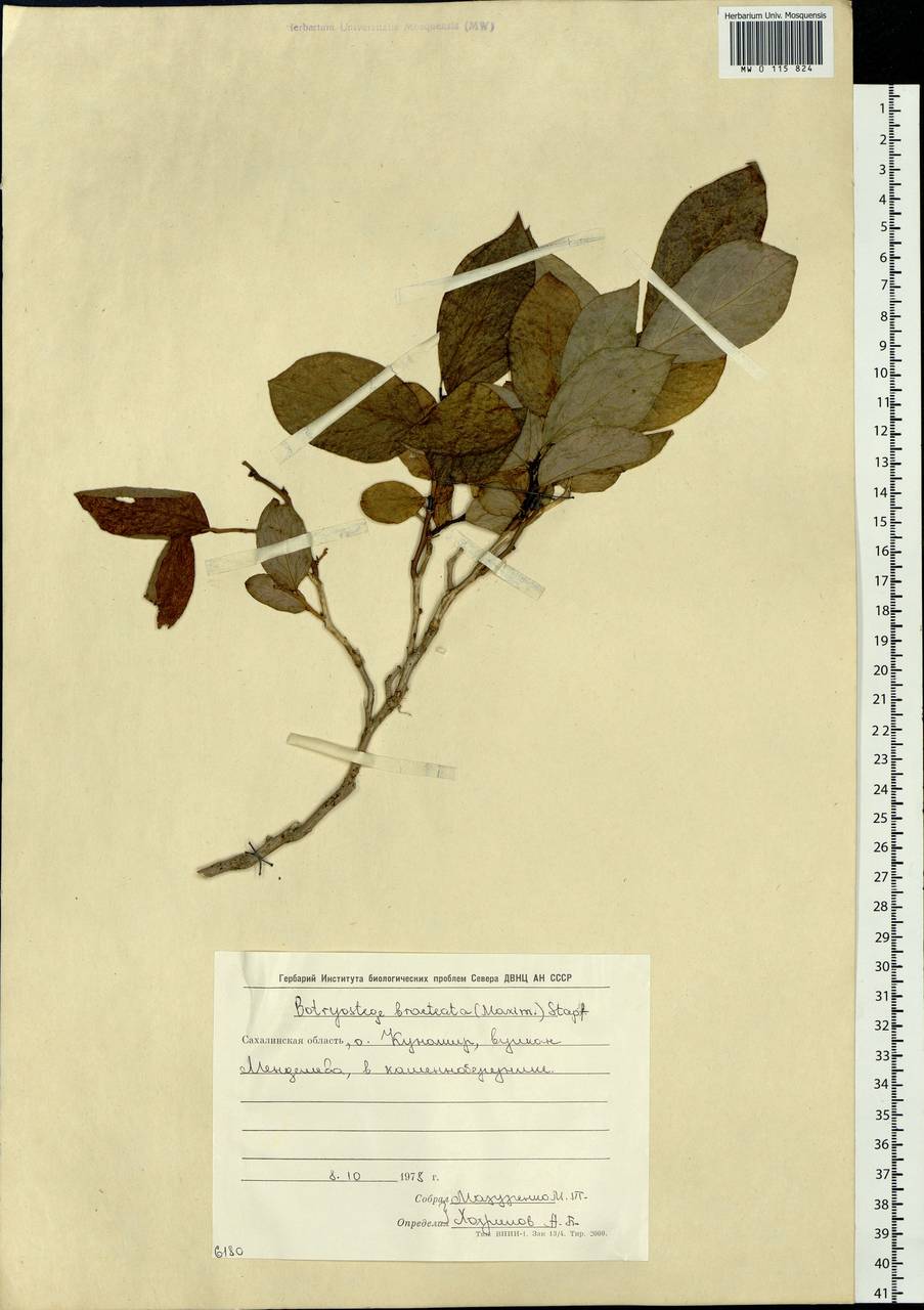 Эллиоттия прицветниковая (Maxim.) Benth. & Hook. fil., Сибирь, Дальний Восток (S6) (Россия)