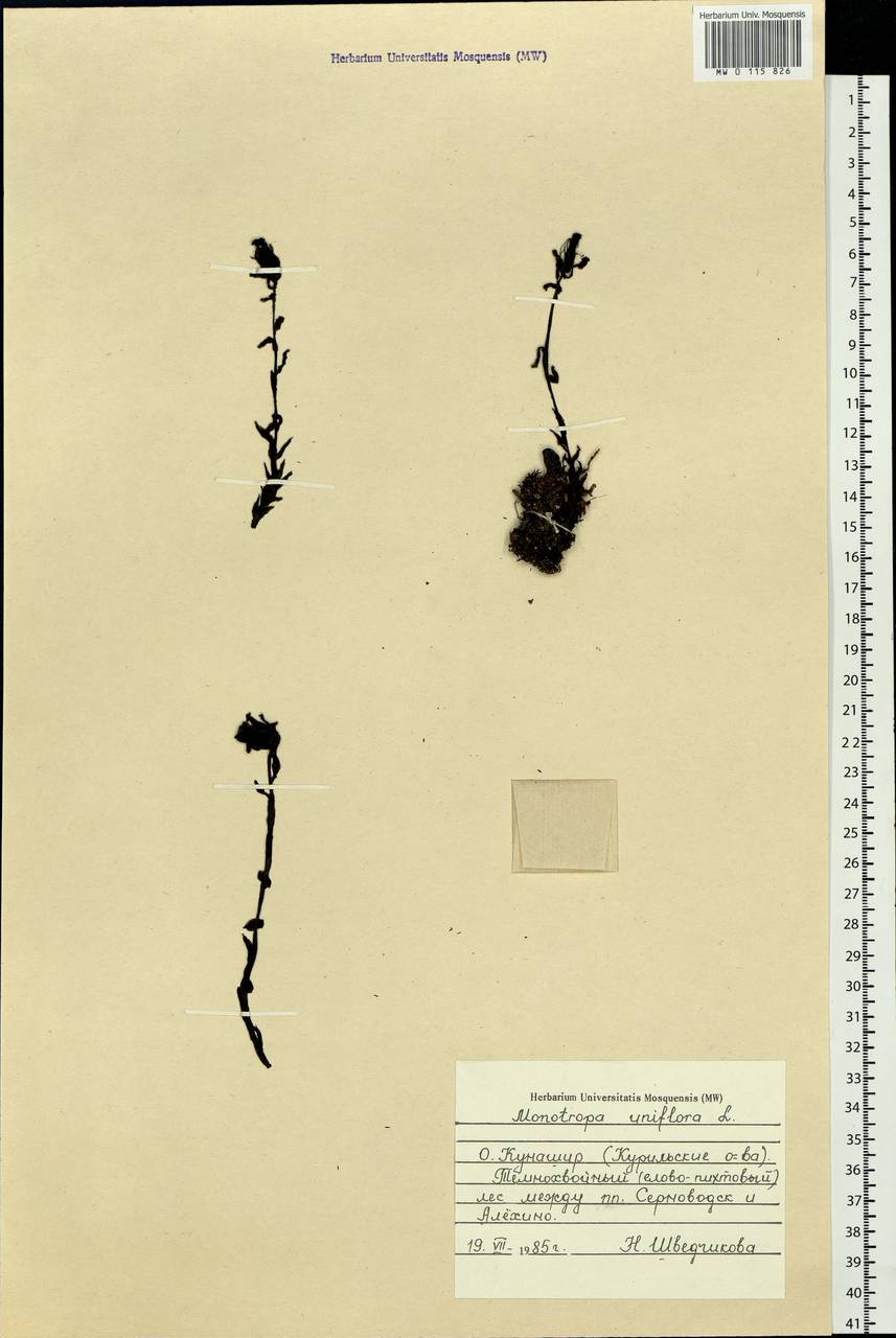 Подъельник одноцветковый L., Сибирь, Дальний Восток (S6) (Россия)