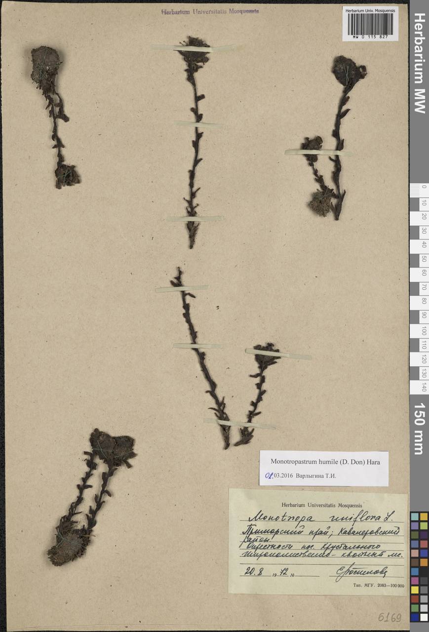 Monotropastrum humile (D. Don) H. Hara, Сибирь, Дальний Восток (S6) (Россия)
