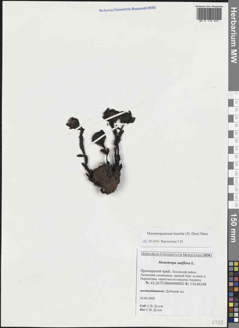 Monotropastrum humile (D. Don) H. Hara, Сибирь, Дальний Восток (S6) (Россия)