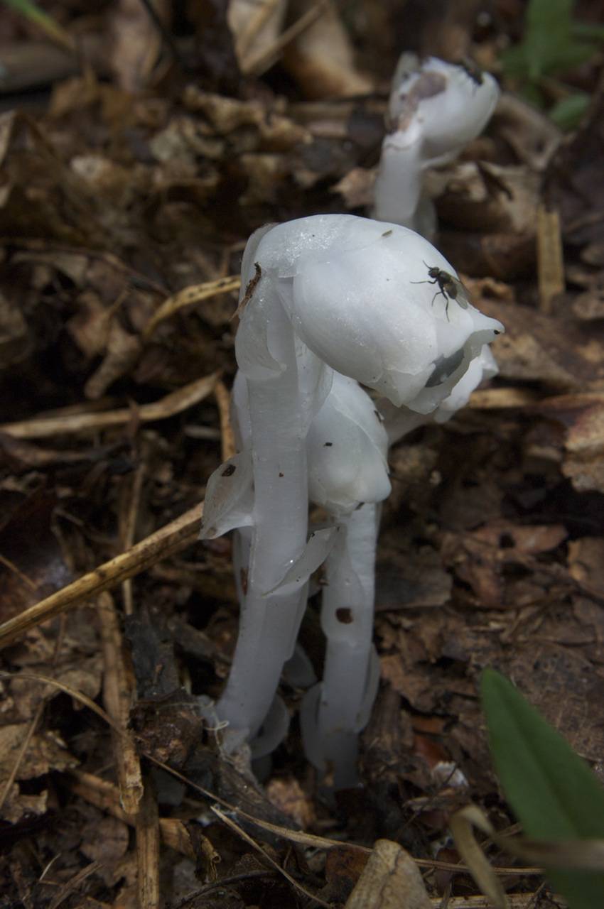 Monotropastrum humile (D. Don) H. Hara, Сибирь, Дальний Восток (S6) (Россия)