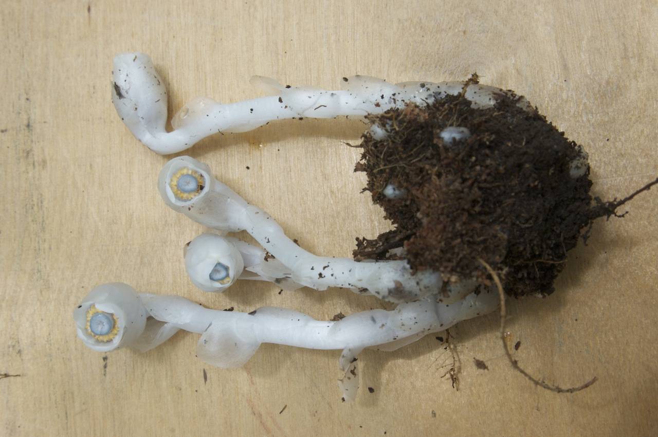 Monotropastrum humile (D. Don) H. Hara, Сибирь, Дальний Восток (S6) (Россия)